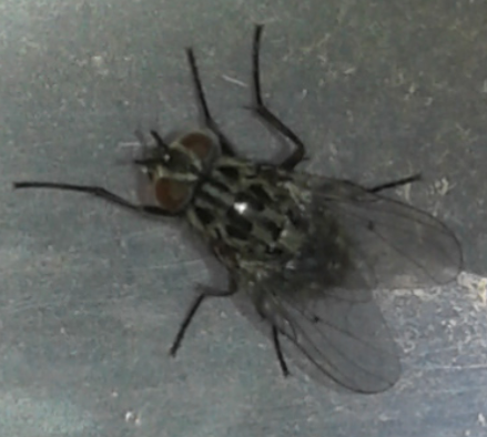 Muscoidea: cfr. Phaonia trimaculata (Muscidae)
